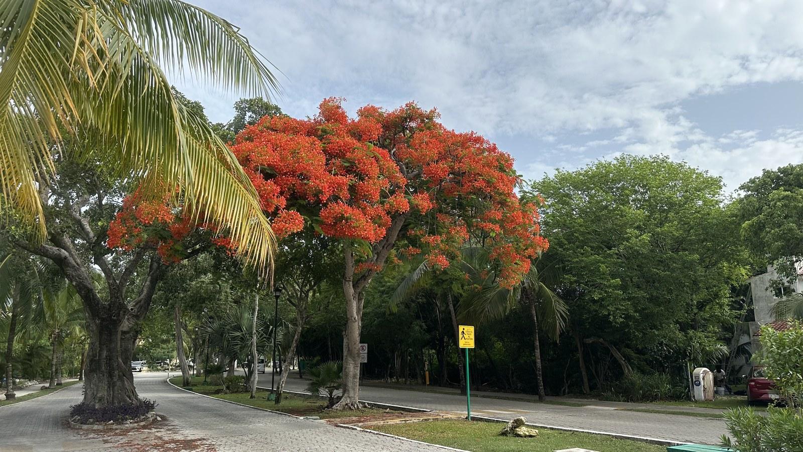 Calle empedrada y arbolada en Playacar, con un flamboyán en plena floración roja y palmeras a los lados